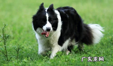 狗狗拉肚子吃什么药比较好？养宠达人吐血收拾