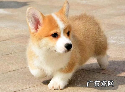 狗驱虫的正确方法 你了解吗？