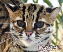 豹猫与孟加拉猫的差异