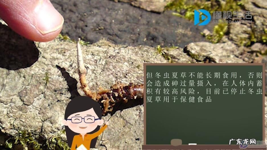 冬虫夏草多少一克? 冬虫夏草是什么