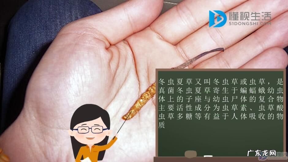 冬虫夏草多少一克? 冬虫夏草是什么