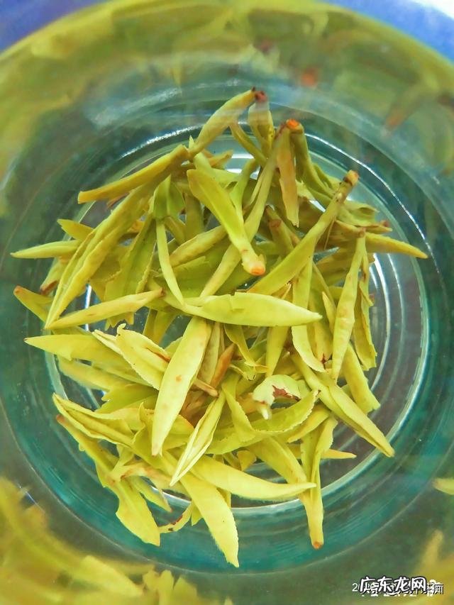 绿茶什么时候喝比较好,喝哪种?