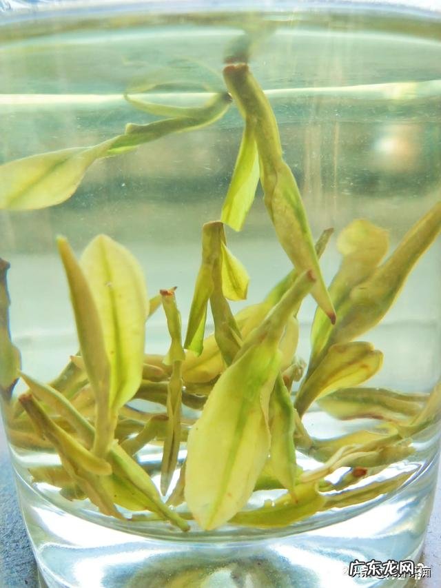 绿茶什么时候喝比较好,喝哪种?