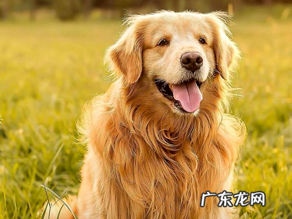 超全面的狗狗驱虫常识总结 养狗的家长快看过来