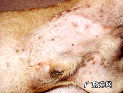 超全面的狗狗驱虫常识总结 养狗的家长快看过来