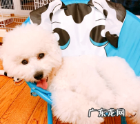 幼犬体内驱虫选什么？铲屎官必看！