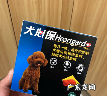 幼犬体内驱虫哪个好?安全健康才是王道