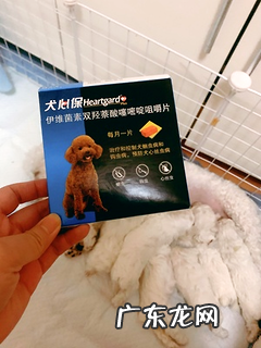 幼犬体内驱虫哪个好?安全健康才是王道