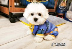 小狗吐逆是什么原因？搞清楚再医治！