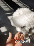 小狗吐逆是什么原因？铲屎官们必定要知道！