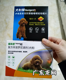 小狗吐逆是什么原因?铲屎官们必定要知道!