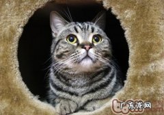 怎么纠正猫咪爱喝马桶水的坏习惯