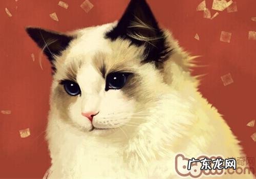 你们了解猫咪的言语吗