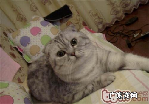 养猫前需求知道哪些事