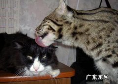 拔火罐减肥为什么第二个疗程不会瘦