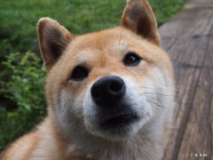 SK-II的面膜可以天天使用吗？