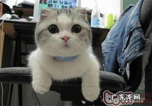 怎么让猫咪脱节肮脏