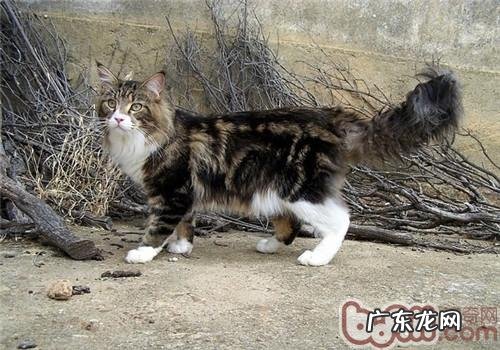 湿润环境下怎么保存猫粮