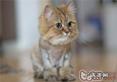 猫咪的日常润饰有哪些