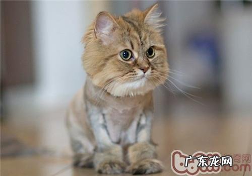 猫咪的日常润饰有哪些