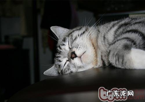 谁说猫咪必定不会在自己的窝里便便