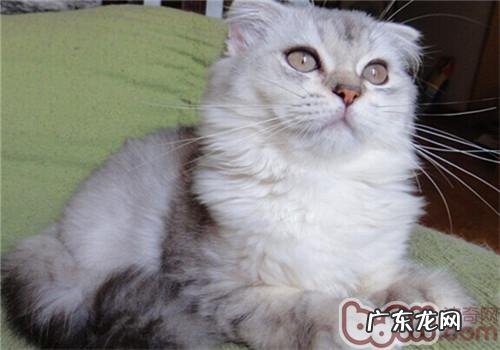 哪些状况会导致猫咪脱毛