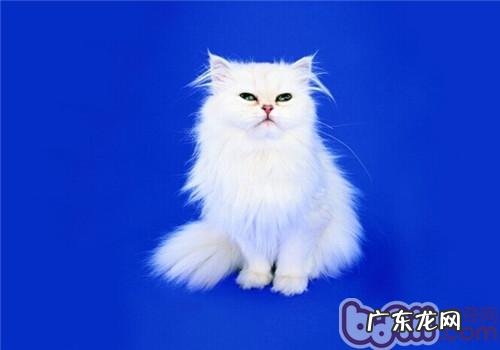 波斯猫流眼泪的原因