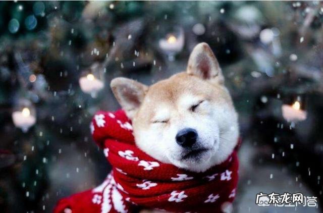 狗粮引起狗狗呕吐和腹泻的原因有哪些该如何预防