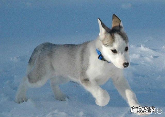 狗粮引起狗狗呕吐和腹泻的原因有哪些该如何预防