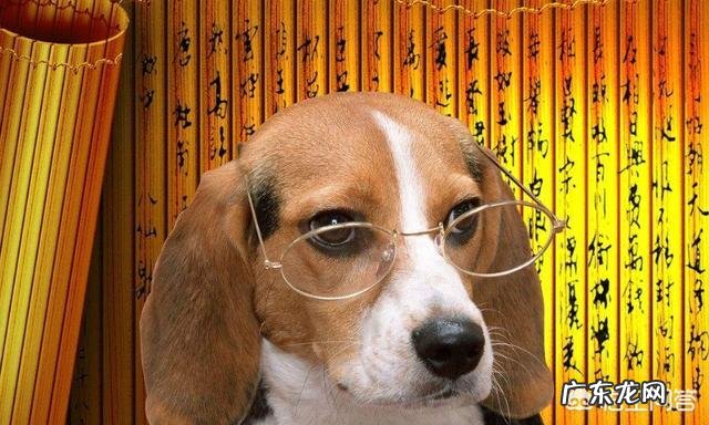 狗粮引起狗狗呕吐和腹泻的原因有哪些该如何预防