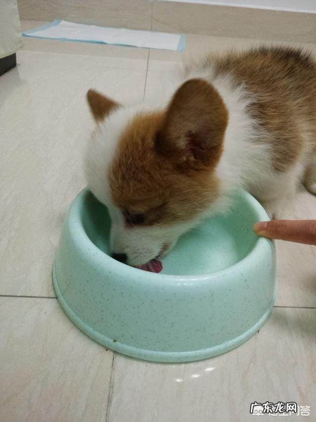 狗粮引起狗狗呕吐和腹泻的原因有哪些该如何预防