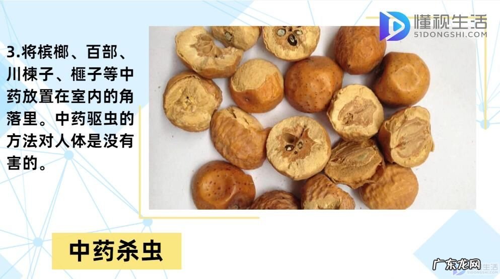 屋内有小飞虫根除妙招? 小飞虫怎么消灭小窍门