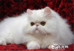 怎么整理猫咪的泪痕