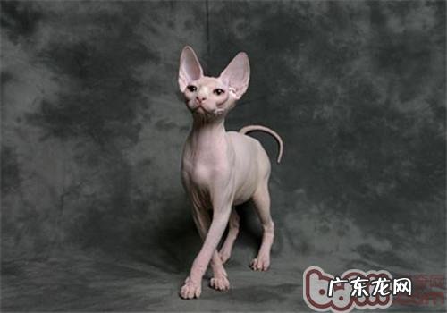 为什么有些人会对猫毛过敏？