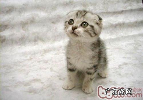 猫咪需求弥补的维生素有哪些