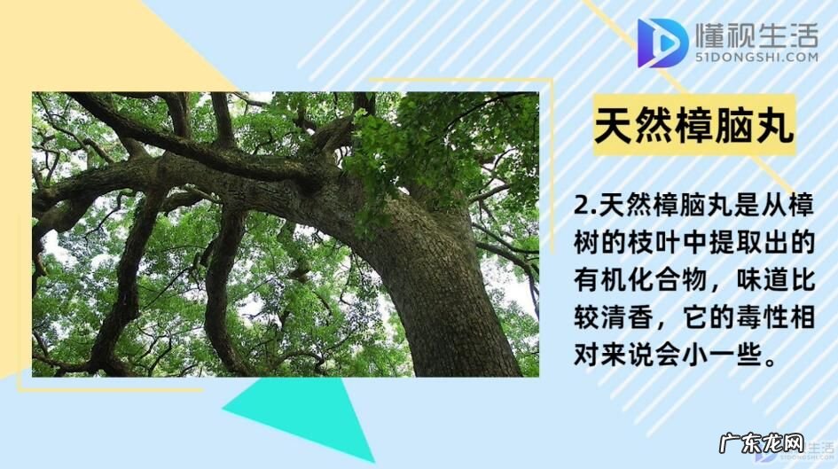 床上放樟脑丸可以驱臭虫吗? 樟脑丸对人有害吗