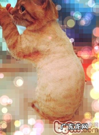 夏天到了,猫咪能剃毛吗?