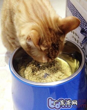 夏天到了,猫咪能剃毛吗?