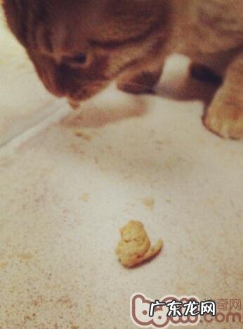 夏天到了,猫咪能剃毛吗?