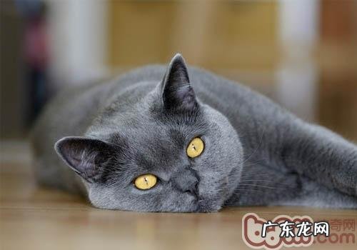 猫咪为什么能跟着音乐摇头摆尾