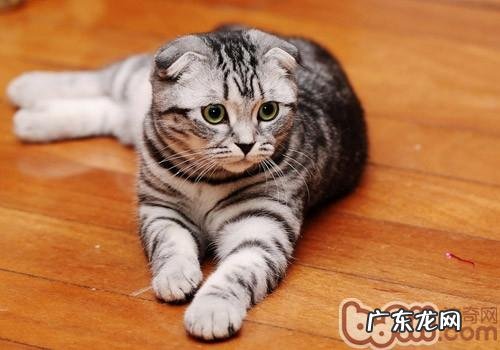哪些行为会使主人失掉猫咪的信赖