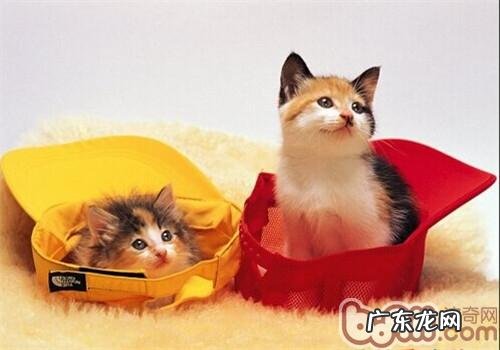 怎么判别小猫年纪