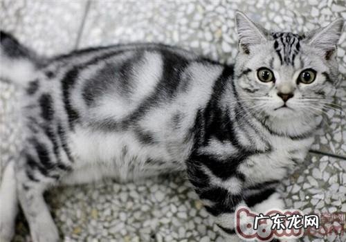 13种纠正猫咪排便不妥行为