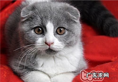 折耳猫不能吃什么