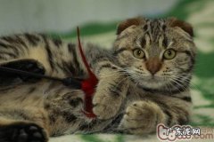 虎斑折耳猫应该怎样养