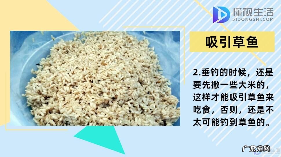 草鱼最爱吃的10种食物? 玉米钓草鱼绝招
