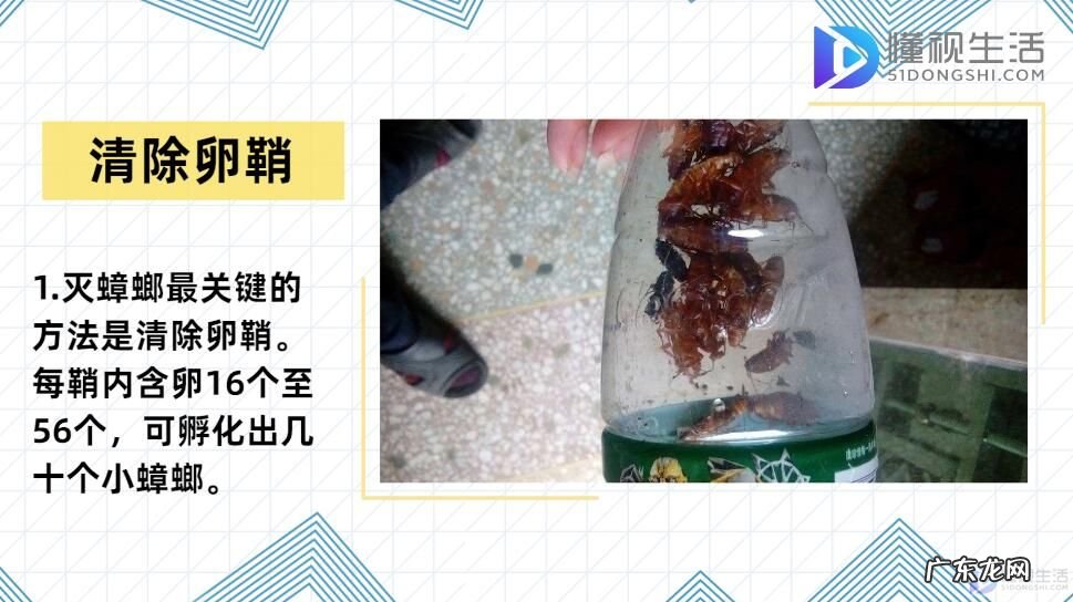 小黑点是蟑螂卵吗? 蟑螂卵怎么消灭