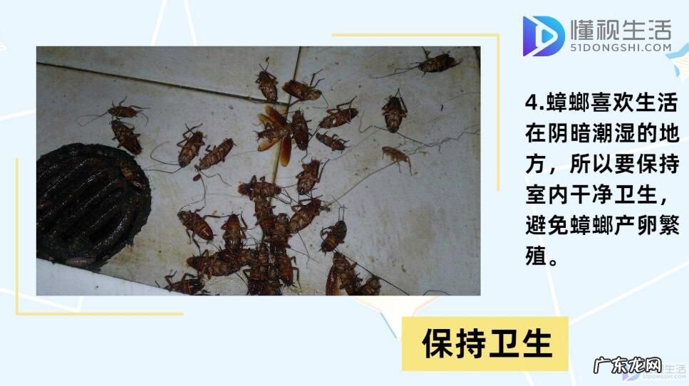 小黑点是蟑螂卵吗? 蟑螂卵怎么消灭
