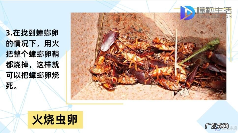 小黑点是蟑螂卵吗? 蟑螂卵怎么消灭