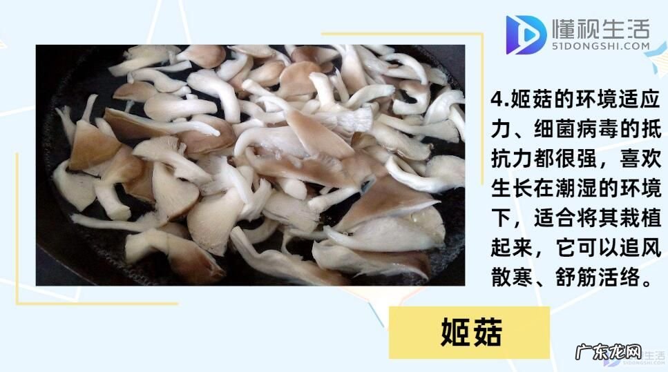 食用蘑菇种类大全(图 蘑菇的种类?)